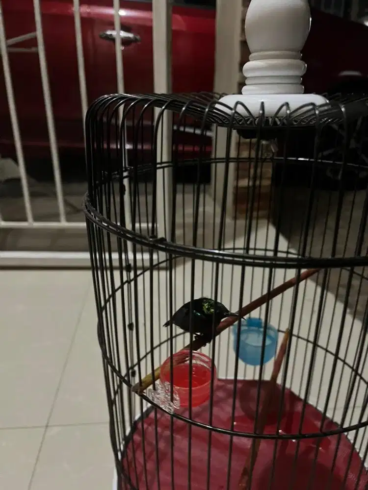 Burung Kolibri Ninja
