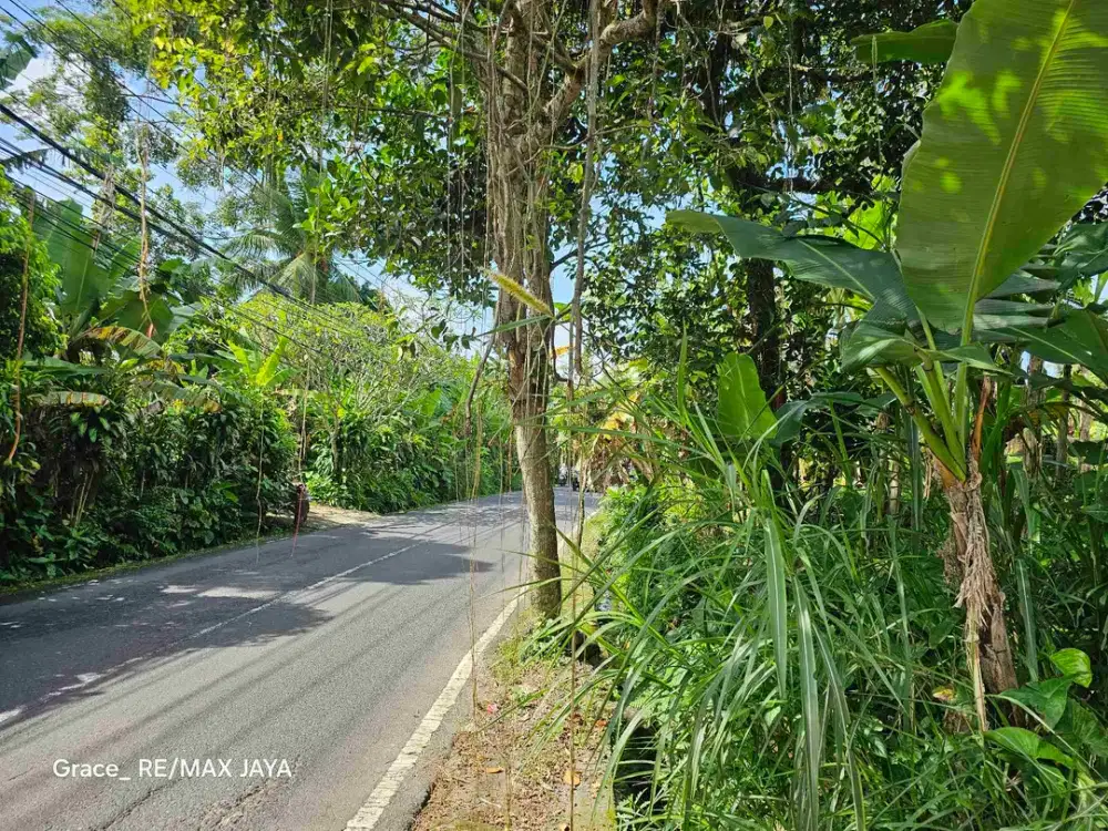 Tanah 35 Are di Raya Payangan Ubud, dekat Payangan Hospital