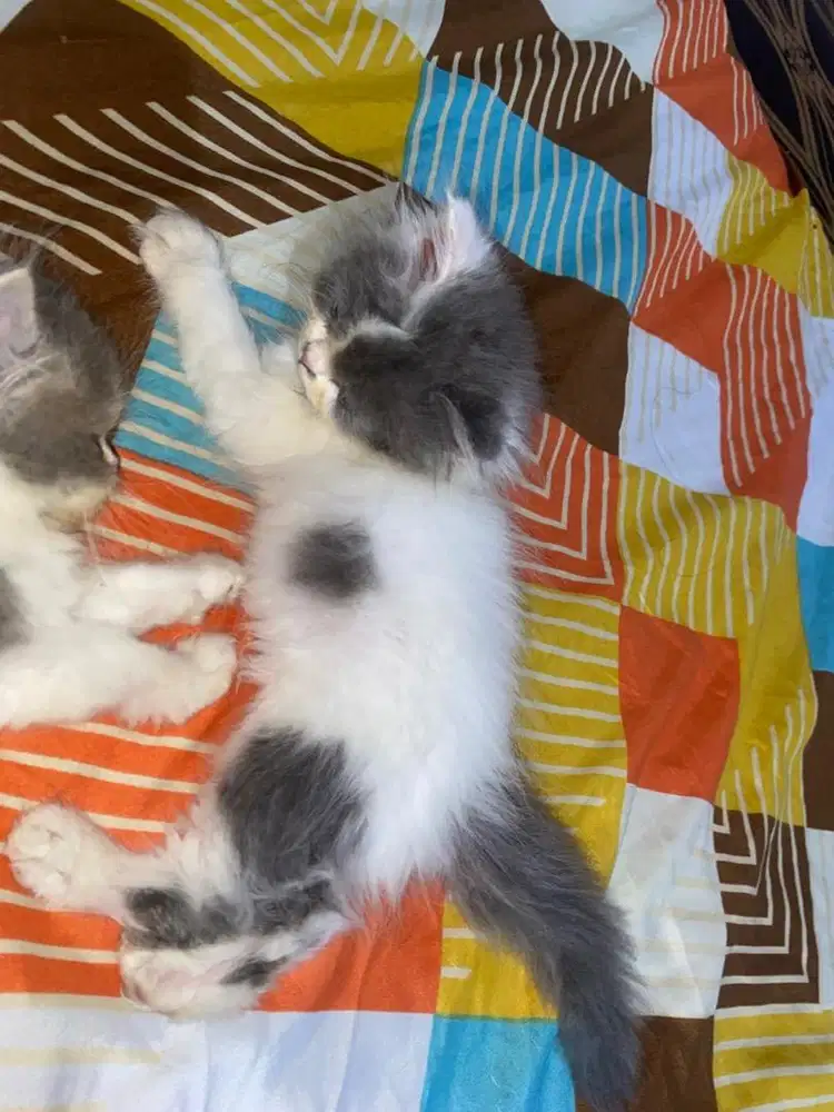 KITTEN BSH X PEAKNOSE