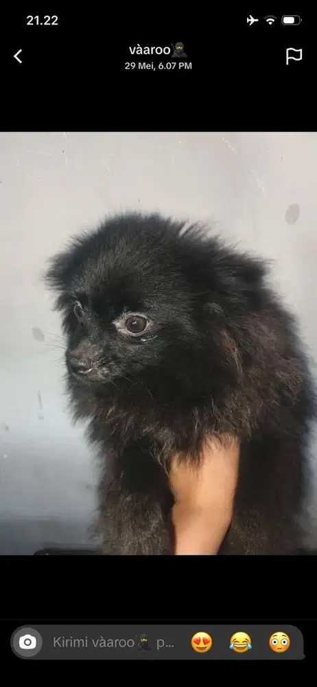 sale minipom jantan