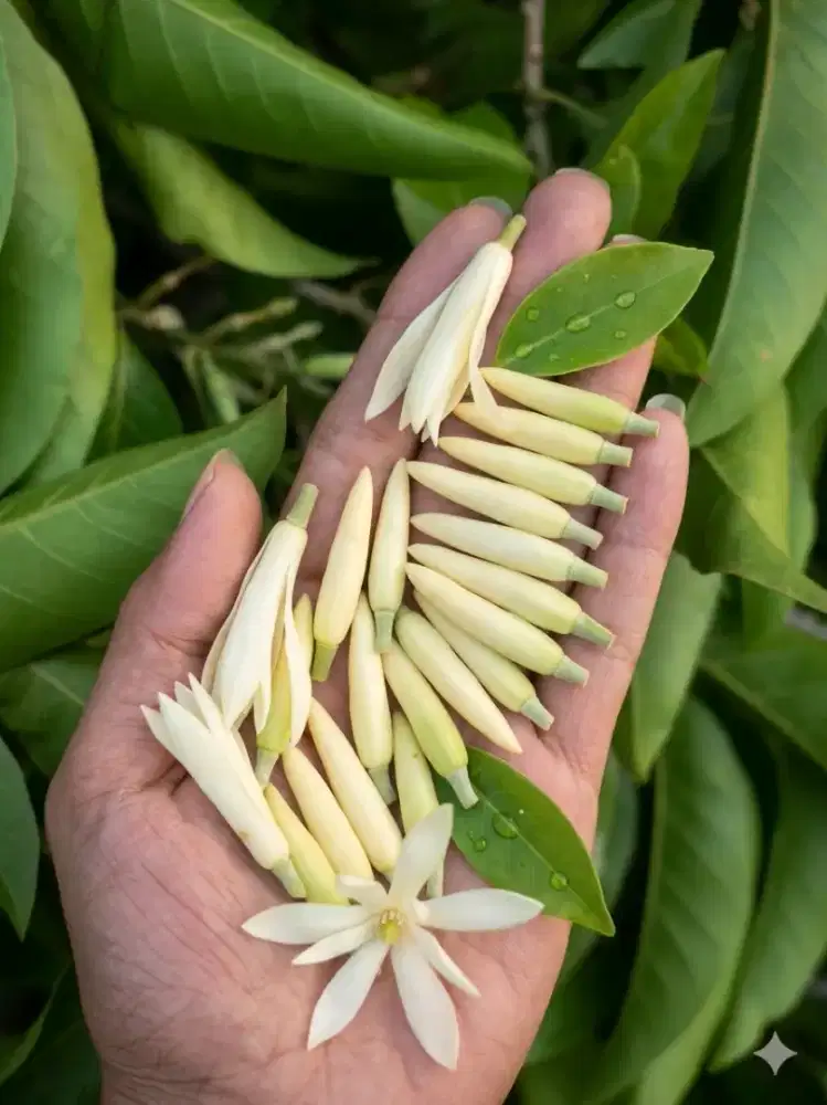 Bunga kantil segar dan fresh