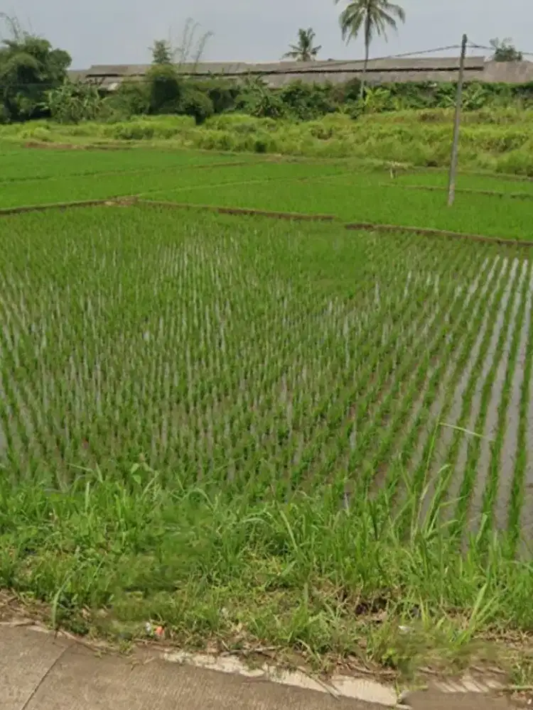 Tanah di jual cepat lokasi desa rahong cianjur