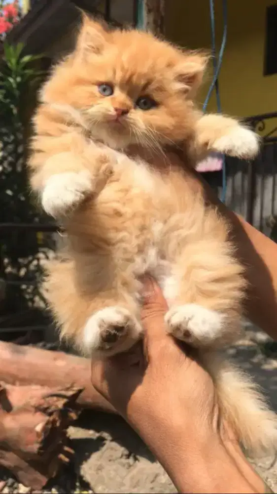 Kucing Persia Orange/GARFIELD lucuuuu
