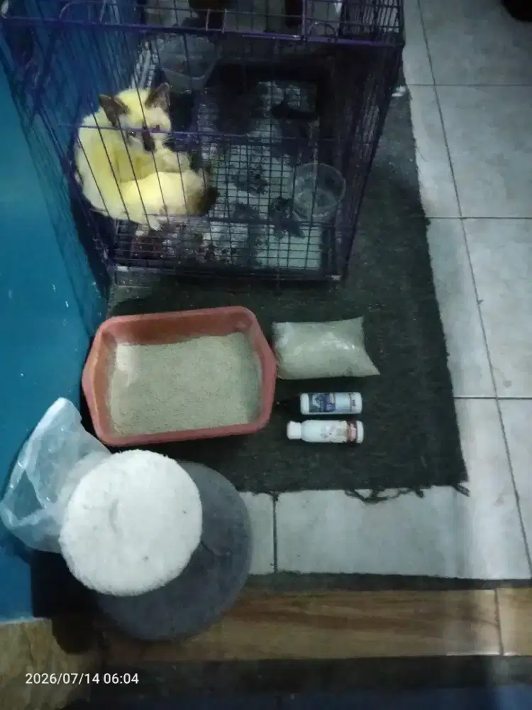 Kucing siam thailand lengkap kandang dl
