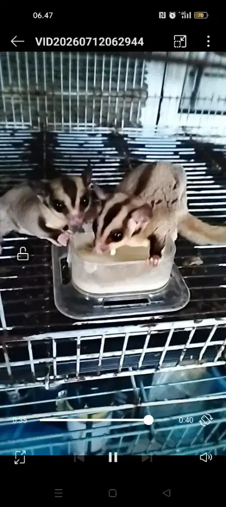 Sugar glider murmer