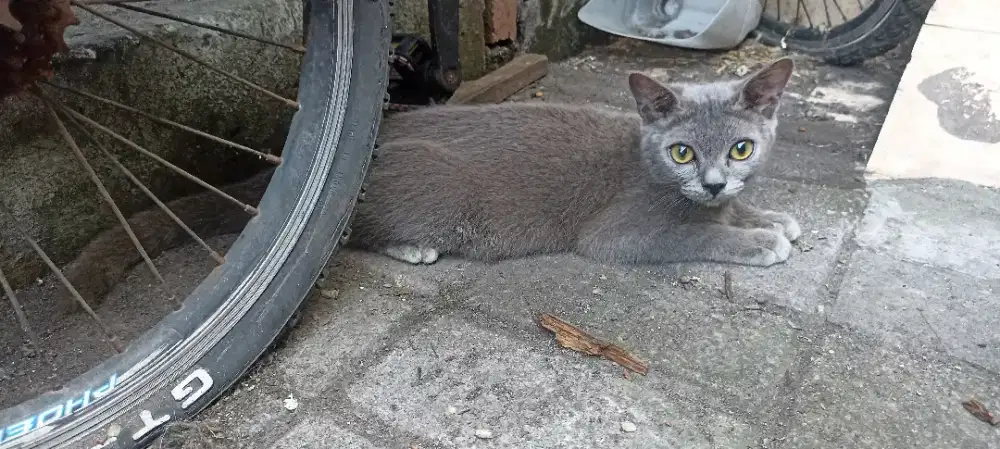 Kucing mix BSH jantan