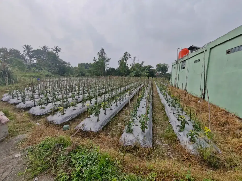 Dijual Tanah 1.800m2 Dekat UII Jakal (5 menit) bs untuk kost, homstay