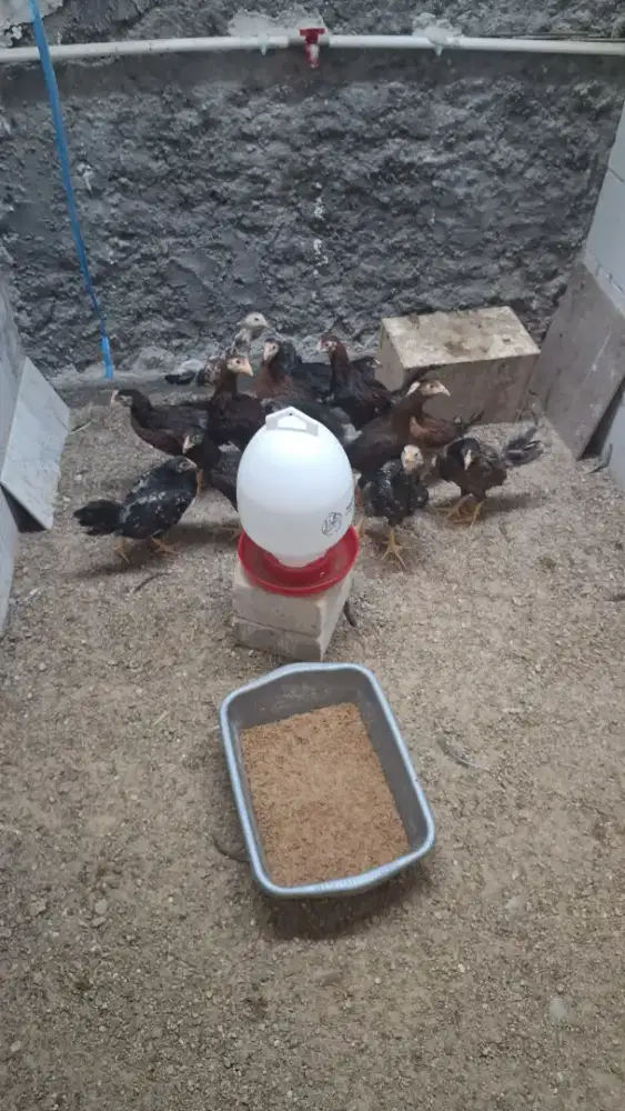 Ayam Kampung  Anakan dewasa
