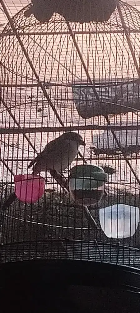Di jual burung pentet ( Cendet )  JABAR fs