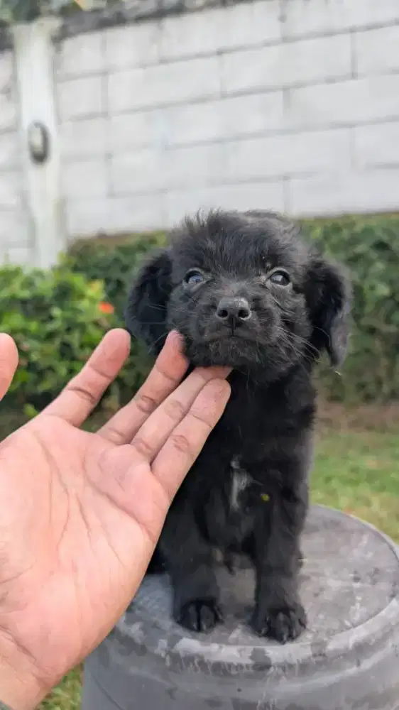 Anak anjing pomapo