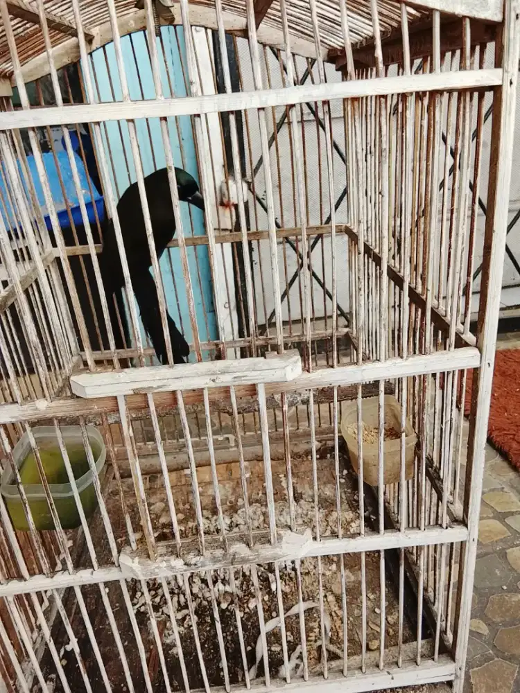 Jual burung muray papua
