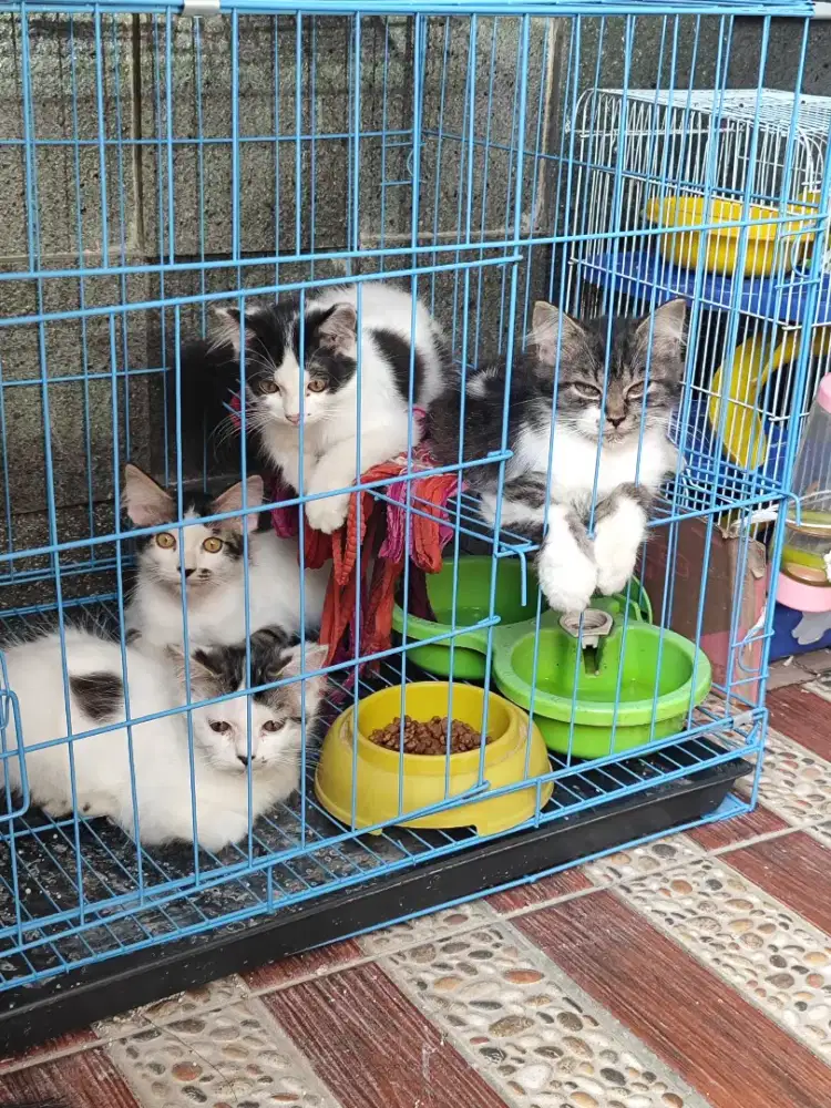 Kitten Persia 3,5 blm