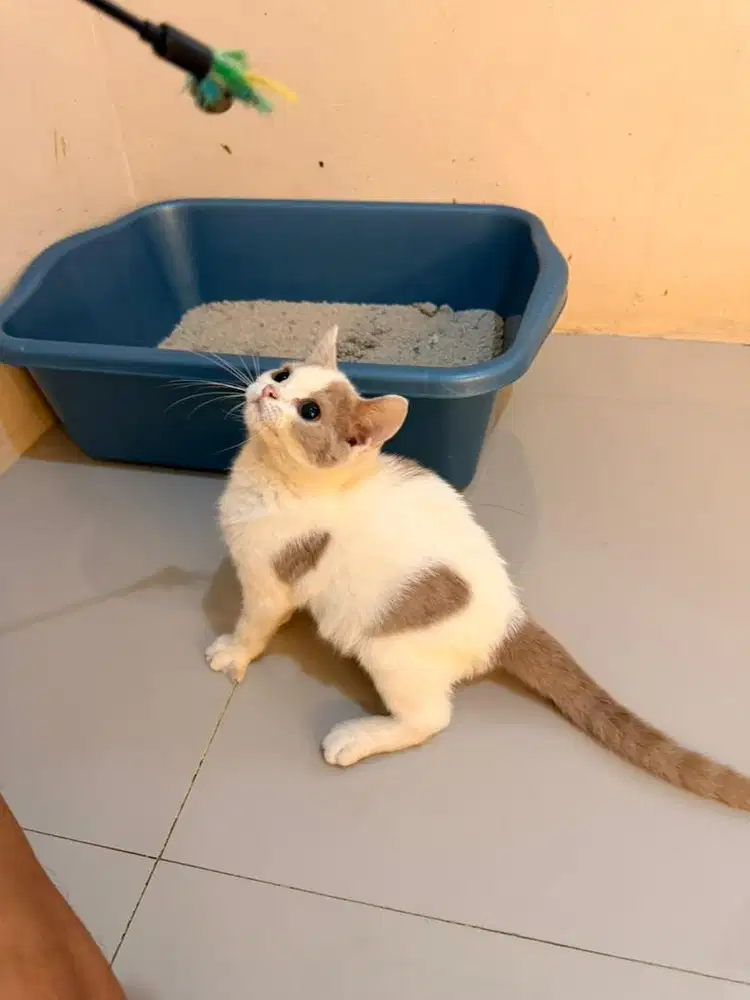 Kitten BSH pure warna harleq fawn umur 3bln 1 minggu