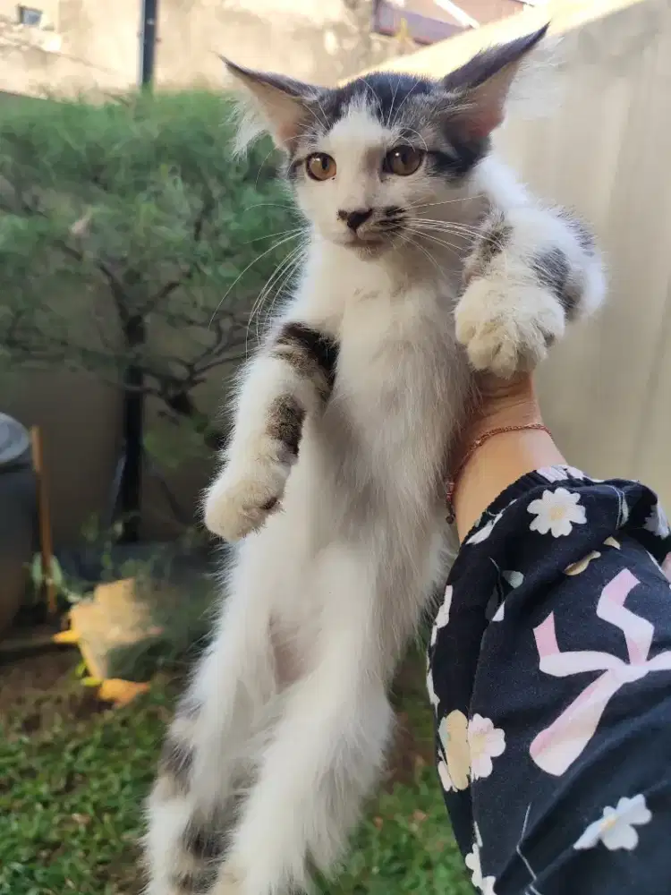 Kitten Persia medium long hair 3.5 bln