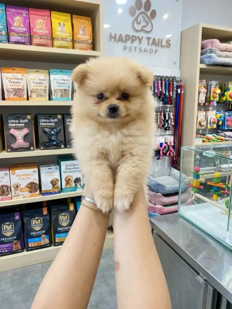 Anak anjing pomerian