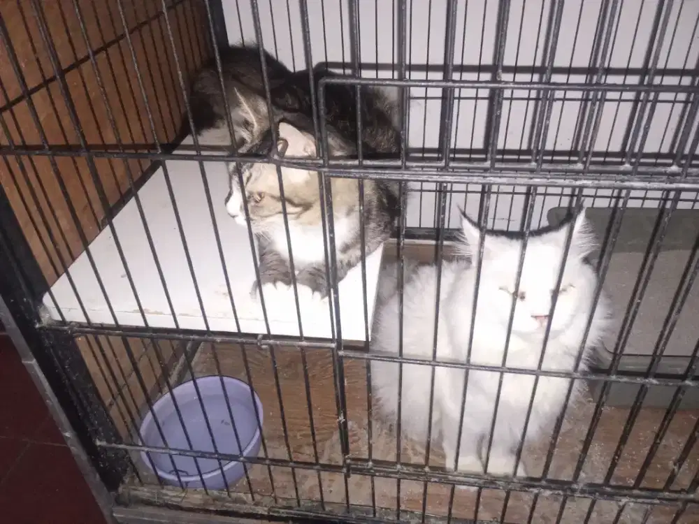 Silahkan yang mau adopsi kucing 2 gratis dari saya