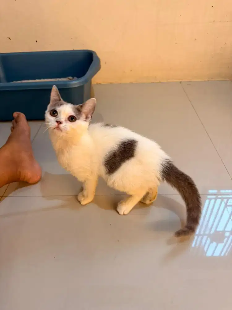 Kitten BSH Pure warna harleq blue umur 3bln 1 minggu