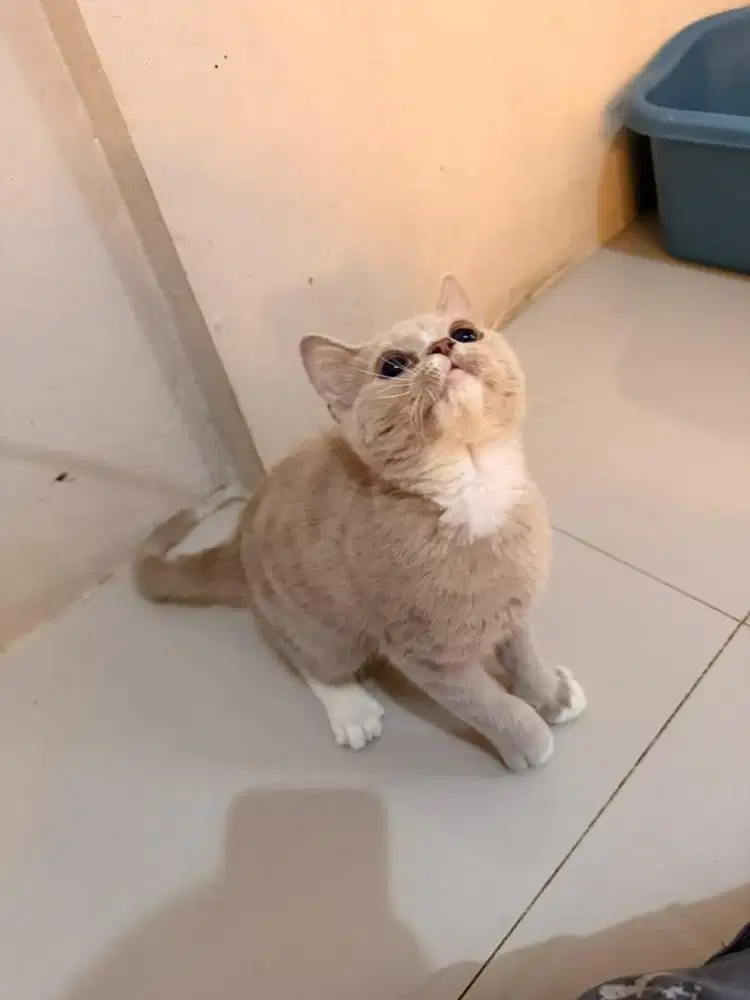 Kitten BSH Pure warna Fawn umur 3bln 1 minggu
