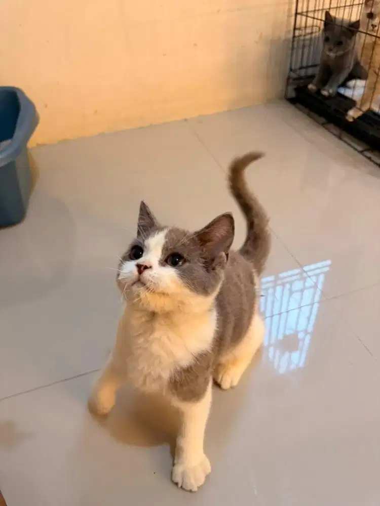 Kitten BSH Pure warna bicolour blue umur 3bln 1 minggu