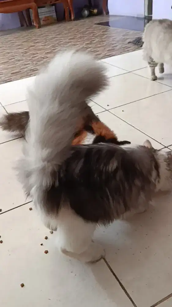 Kucing Persia jantan dan betina