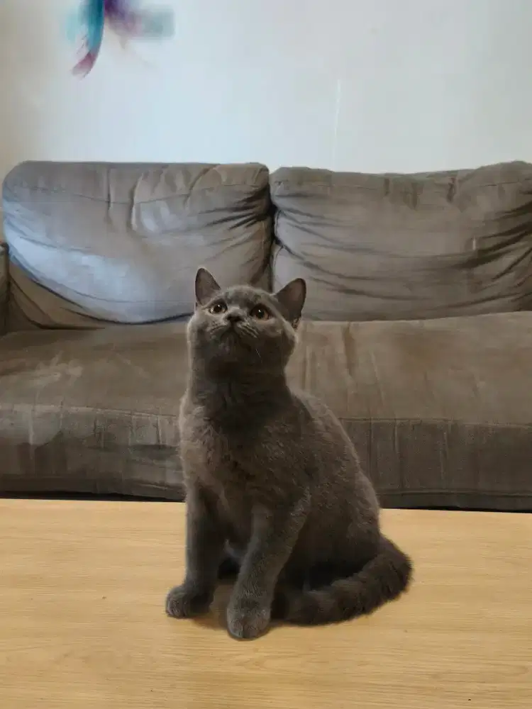 Kitten British Shorthair BSH Blue Solid Jantan