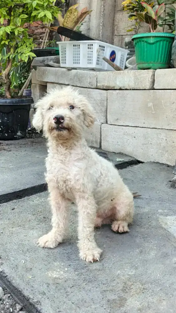 POODLE ALL WHITE