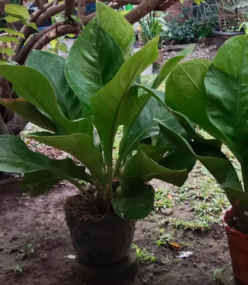 Dijual tanaman hias indah estetik