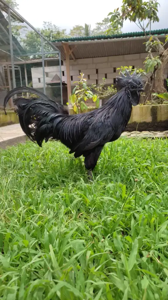 Ayam cemani lidah hitam