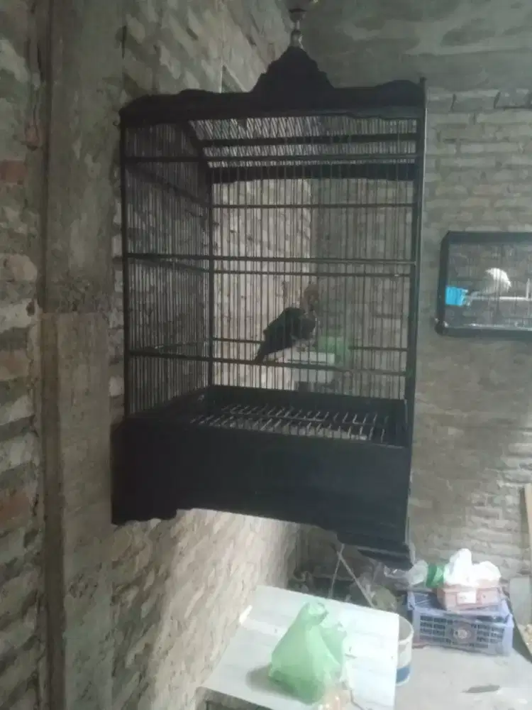 Jalak hongkong minus kaki bengkok receh