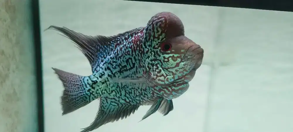 Ikan louhan blue diamond