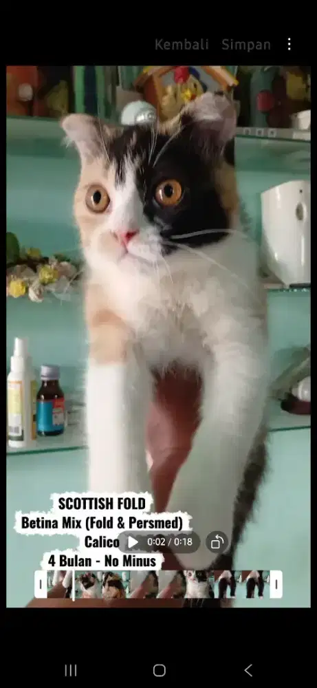 Kucing scottish fold mixed betina 4 bulan