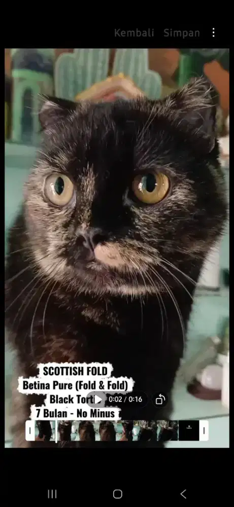 Kucing scottish fold pure betina 7 bulan