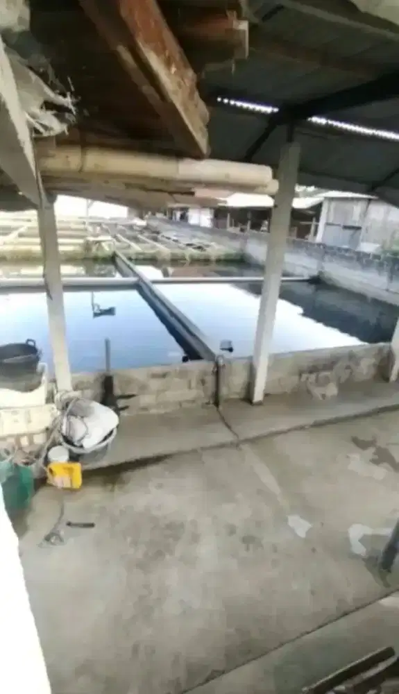 12 Kolam Ikan Produktif