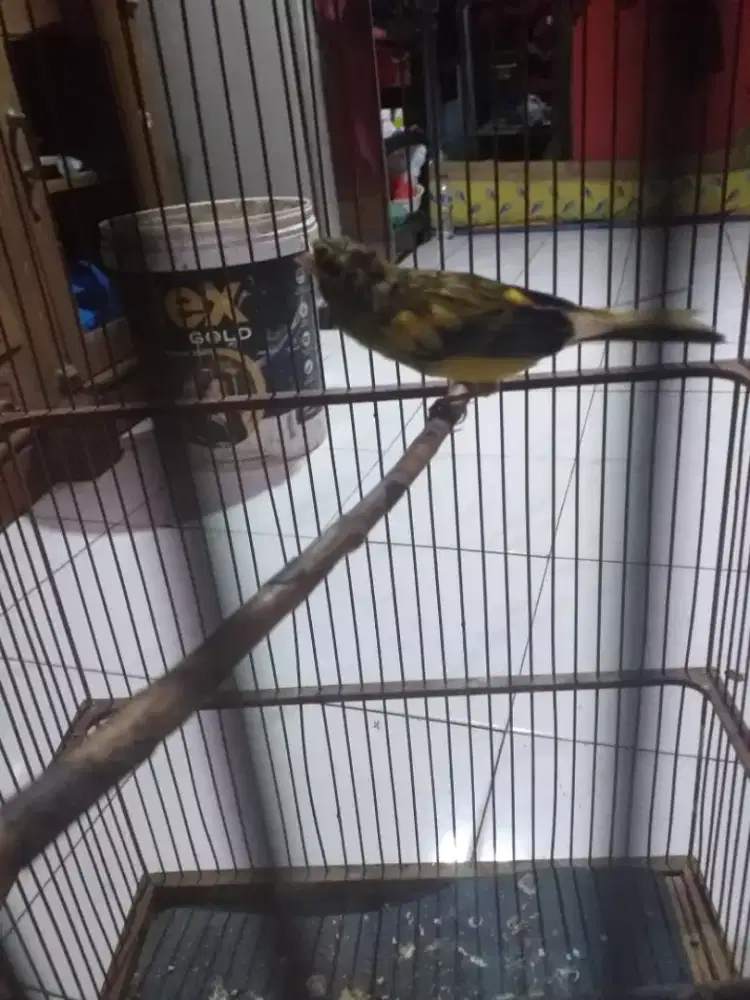 kenari paud jantan bunyi wiksar