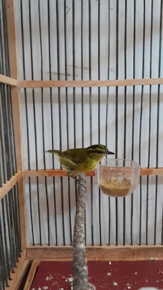 Burung Kecil ParePare