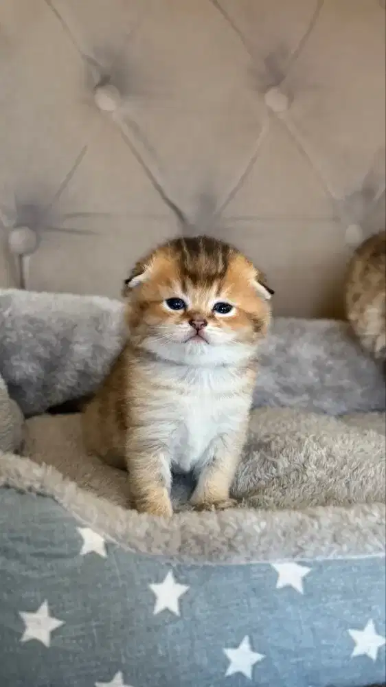 scottish fold jantan dan betina golden