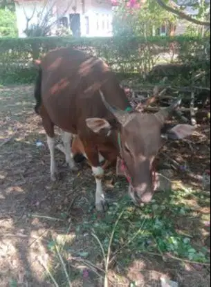 cicilan sapi bali 250kilo 2jt/bln 10x siap hewan kurban 2027 jamin top
