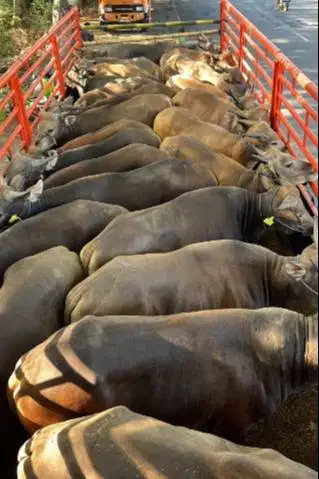 cicilan sapi bali 250kilo 2jt/bln 10x siap hewan kurban 2027 jamin top