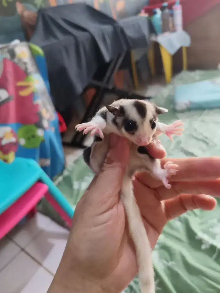 Jual sepasang sugar glider