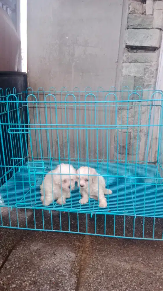 White Toy Poodle