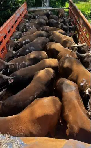 cicilan sapi bali qurban 250kiloan 2jt/bln 10x siap hewan kurban 2027