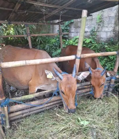 cicilan sapi bali qurban 250kiloan 2jt/bln 10x siap hewan kurban 2027