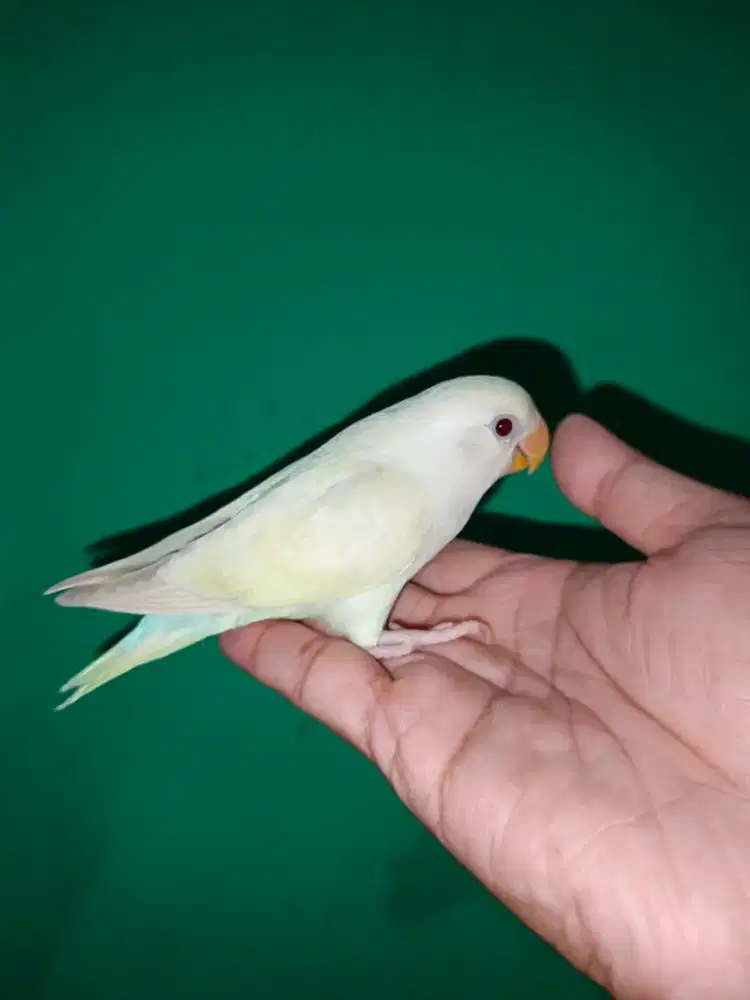 Lovebird Non Klep Jinak