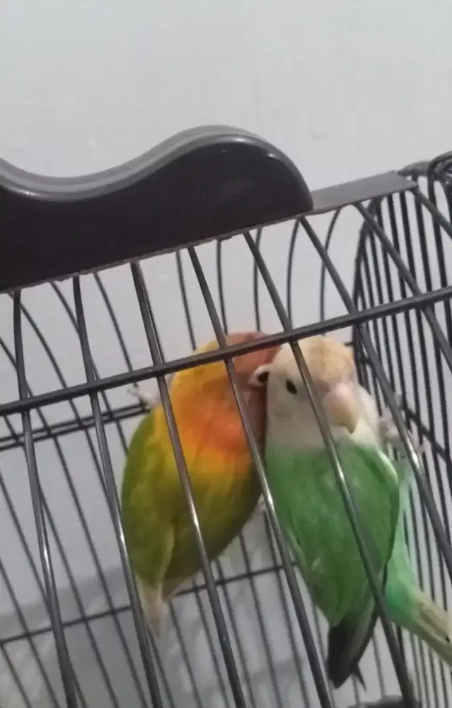 Sepasang Indukan Lovebird NK dan Klep 2x Produksi