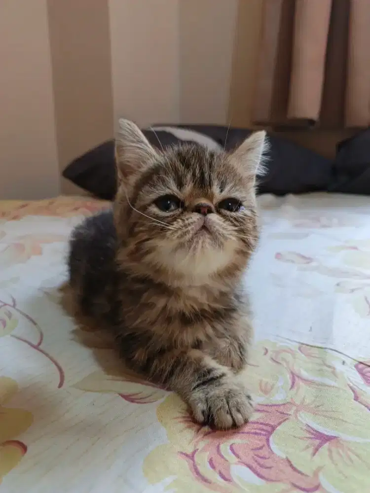 Kucing gembul sehat peaknose
