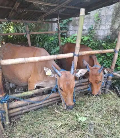 cicilan sapi bali 250kiloan 2jt/bln 10x siap sapi kurban 2027 ekonomis