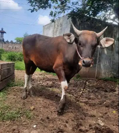 cicilan sapi bali 250kiloan 2jt/bln 10x siap sapi kurban 2027 ekonomis