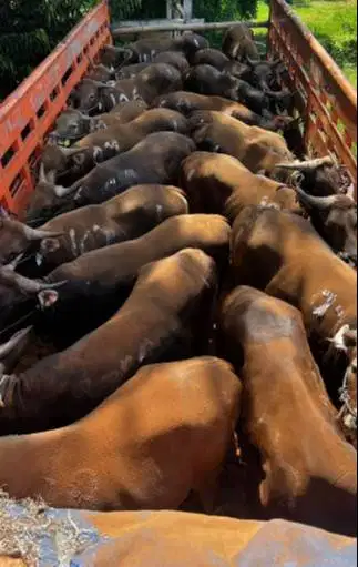 cicilan sapi bali 250kiloan 2jt/bln 10x siap sapi kurban 2027 ekonomis