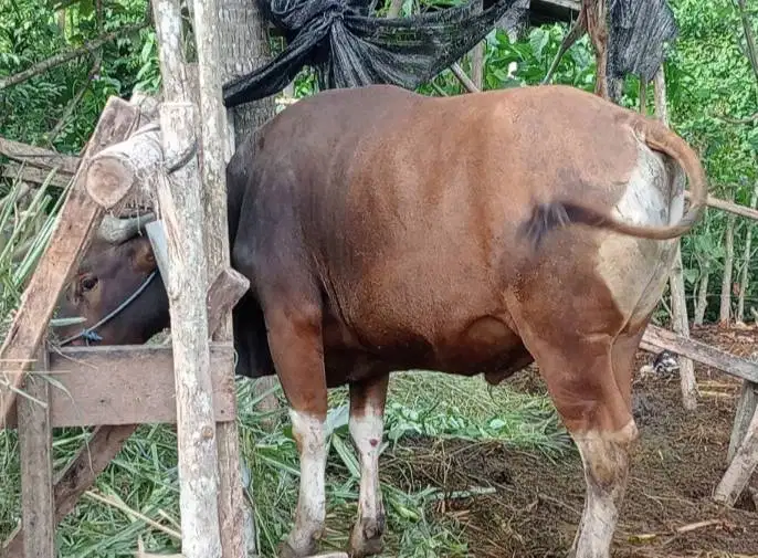 cicilan sapi bali 250kiloan 2jt/bln 10x siap sapi kurban 2027 rawatan