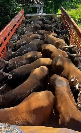 cicilan sapi bali 250kiloan 2jt/bln 10x siap sapi kurban 2027 rawatan